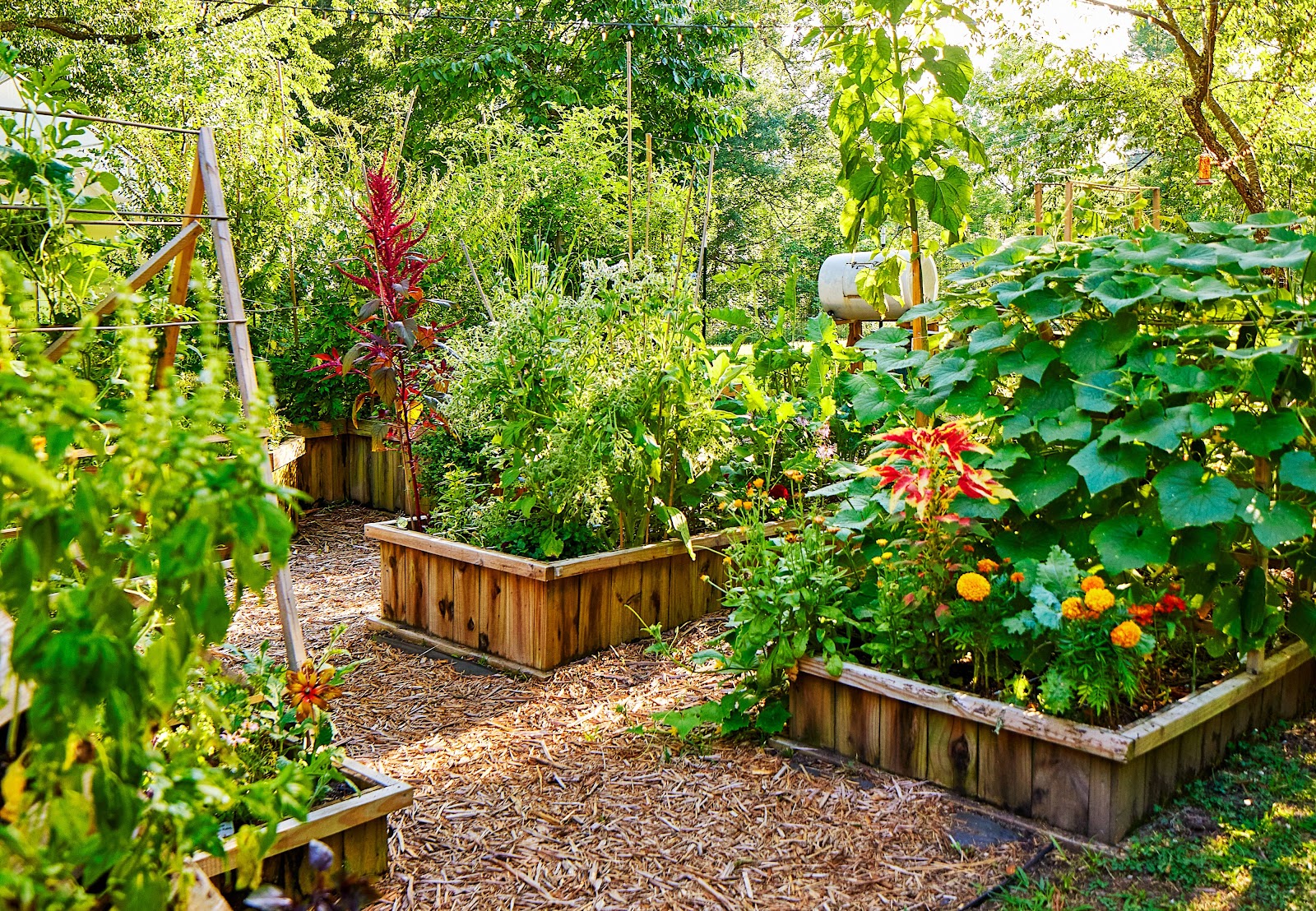Raised beds